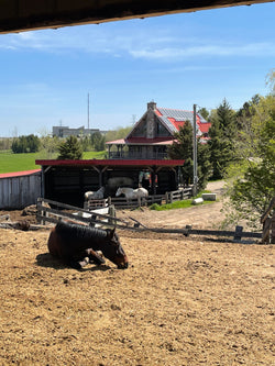 Image of Healing With Horses: The Value of Connection